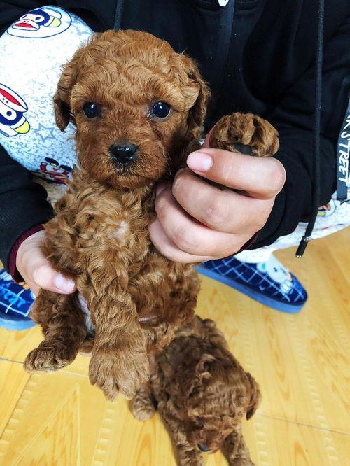 娱乐圈吃瓜爆料弟弟泰迪